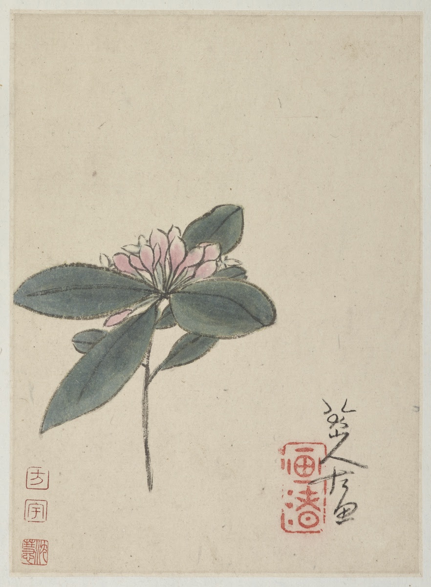 丁香花圖